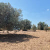 Terreno edificabile